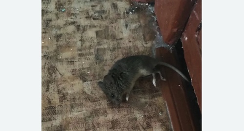 Дезинфекция от мышей в Бутырском районе Москвы